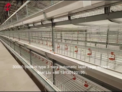 Le type clés en main couche automatisée du projet H met en cage l'équipement pour 50000 oiseaux cultivent l'étoile