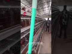 Cage de batterie de poulet à 3 ou 4 niveaux A ou H pour élevage de poulets de volaille Doris