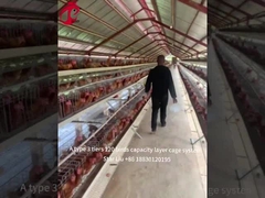 500 à 30000 oiseaux posent le système de cage de batterie pour l'étoile d'aviculture