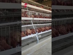 A galvanisé une cage de batterie de couche de poulet de rangée du type 3/4 pour la ferme de poulet de volaille Doris