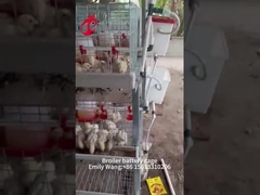 Système de cage de poulet galvanisé à chaud 25 ans