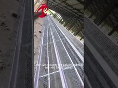 Cage à couche de volaille semi-automatique 15000 oiseaux cage manuelle de volaille au Nigéria iris