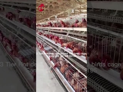 Élevage à couches Utilisez une cage à batterie de 2 niveaux Poulaillerie à chaud galvanisée sableuse