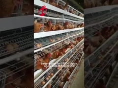 Réduction de type A Poulets Cage à batterie Pour la vente de couche 160 oiseaux En Zambie Adela