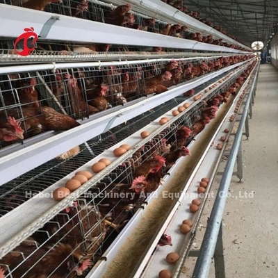 4 rangées Adela galvanisée à chaud de type boire automatique de système de cage de couche et alimentation