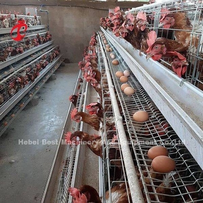 L'agriculture de couche emploient la Chambre de volaille de cage de batterie de 2 rangées l'immersion que chaude a galvanisé Sandy