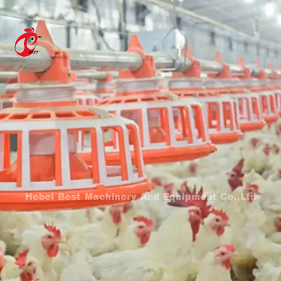 Aviculture de grilleur ligne de alimentation ligne potable de 45 poulets équipement automatique Rose
