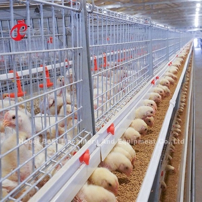 Type galvanisé d'A ou de H cage de poulet à rôtir pour une d'un jour au poulet adulte Doris