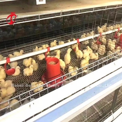 96 oiseaux un type - ferme Doris de Chick Brooder Cage In Chicken de 1 - 12 semaines