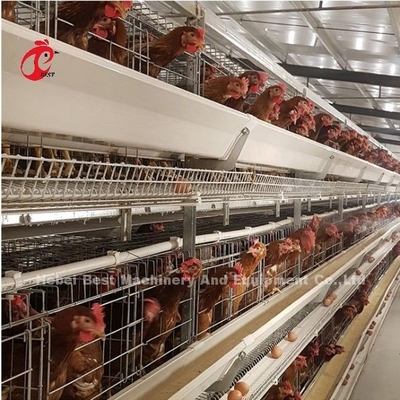 Le système complètement automatique H de cage de batterie de volaille de 100 poulets dactylographient Adela galvanisée à chaud