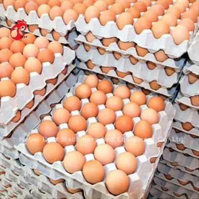 Un système de cage à batterie de type couche dans la ferme de poulet Mia qui pond 5000 œufs