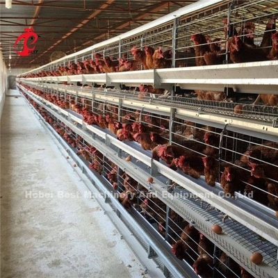 Cage d'élevage de poulet de volaille de poulet à griller de couche d'usine de la Chine Nigeria à vendre Ada