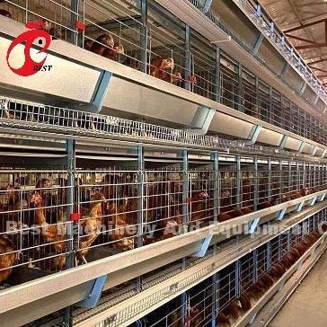Équipement automatique de cage de poulet de type A ou H pour l'alimentation