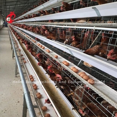 Cage à batterie en acier inoxydable pour poulet 432cm2
