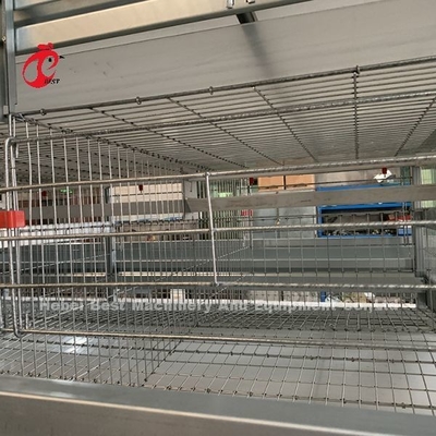 20 ans de durée de vie de couche d'aviculture de poulet d'équipement automatique de cage pour 20 000 couches d'Adela