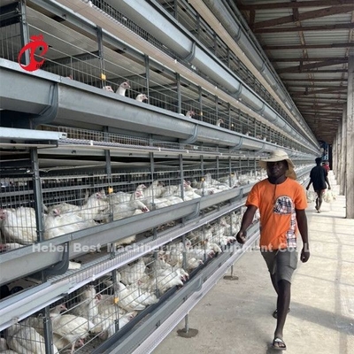 Équipement automatique de cage de poulet galvanisé à chaud pour élevage de poulets