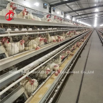 Contrôle électrique automatique Système de cage de couche de volaille de niveau 4 Conception de la ferme Ada