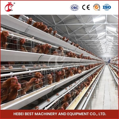 Équipement automatique de cage de poulet un système Doris Shi de cage de couche de rangée du cadre 4
