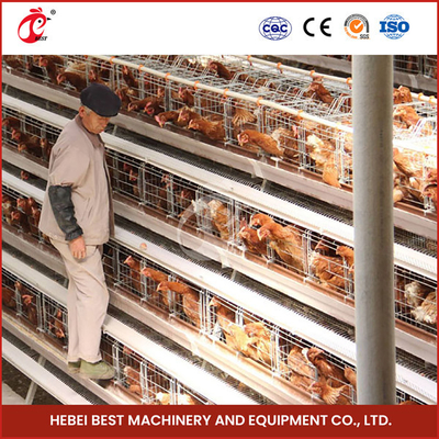 Un type équipement complètement automatique de cage de poulet pour la ferme avicole Sandy de 20 000 capacités