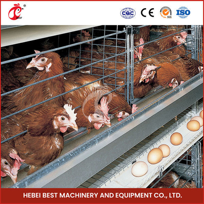 3/4/5/6 type automatique de l'équipement H de cage de batterie de poulet de rangées pour des couches élèvent Emily