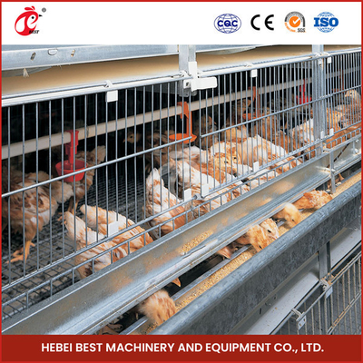 Équipement automatique galvanisé profond chaud de cage de poulet pour l'élevage de volaille Emily