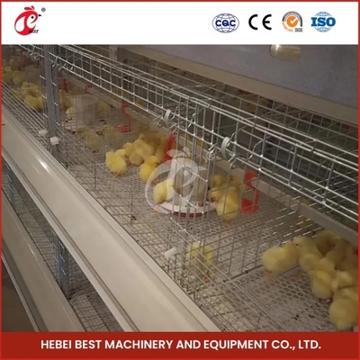 Cages de couvée pour poulets poulets poulets poulets poulets poulets poulets poules poules poules poules poules poules poules poules poules poules poules poules poules poules poules poules poules poules poules poules poules poules poules poules poules poules poules poules poules poules poules poules poules poules poules poules poules poules poules poules poules poules poules poules poules poules poules poules poules poules poules poules poules poules poules poules poules poules poules poules pou