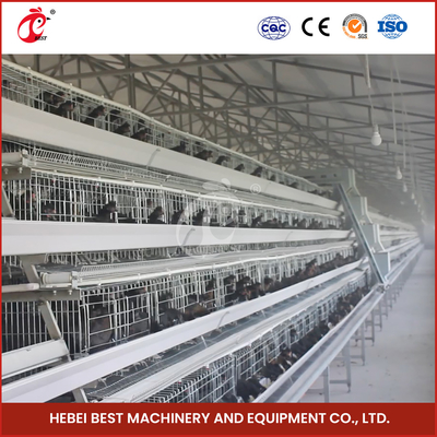 160 poulets automatiques galvanisés à chaud un type cage Adela de couche