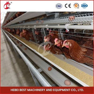 Cage de batterie de poulet personnalisée pour élevage de volailles 100 kg poids Mia