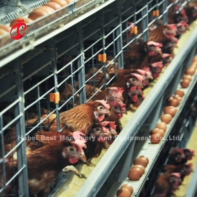 200 oiseaux auto poulet batterie cage à vendre couche d'œuf cage ferme Ada