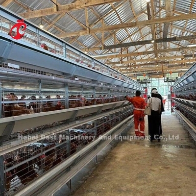 3/4/5/6/7/8 Système de cage à couche de volaille avec alimentateur automatique Adela
