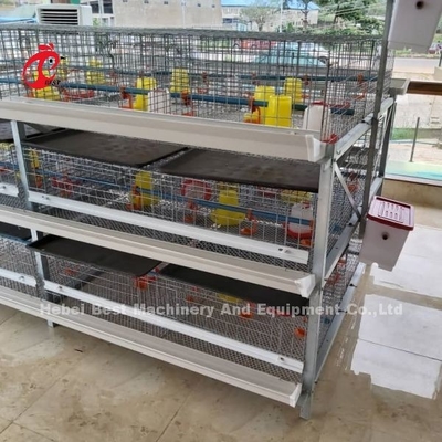 Broilers de type A et H, pile poulet, cage de poulet pendant 45 jours, broilers Emily