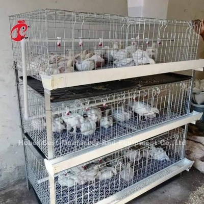 Broilers de type A et H, pile poulet, cage de poulet pendant 45 jours, broilers Emily