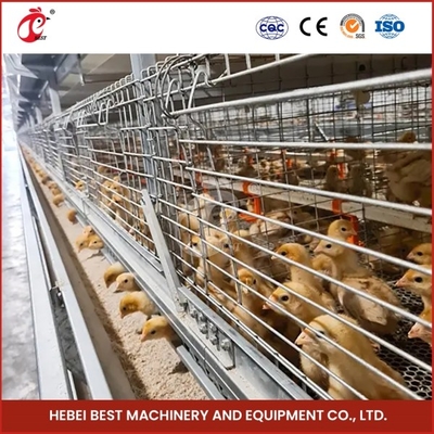 Cage de reproduction de poussins à 2 portes système d'alimentation automatique Emily