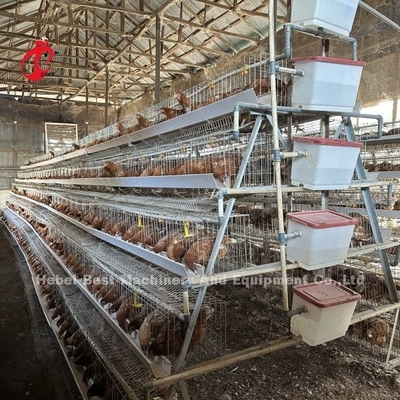 Système de cage de poulet galvanisé à chaud 25 ans