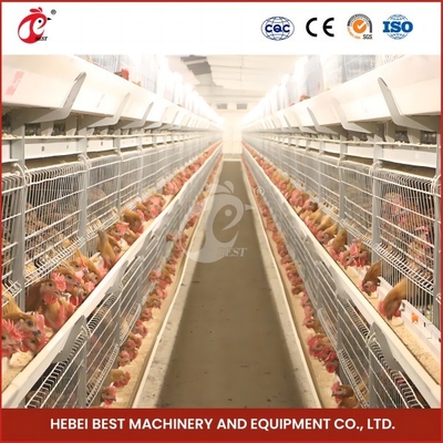 Économie d'espace Système automatique de cage de poulet pour 120-200 poulets Rose