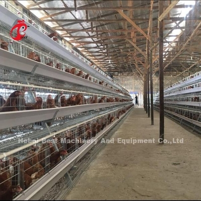 3 niveaux 40 cm hauteur de cellule couche système de cage de batterie pour améliorer la productivité de la couche iris