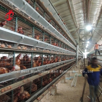 Système de cage à couche semi-automatique de 2,2 m sur 2,4 m sur 1,95 m pour l'iris de la ferme avicole