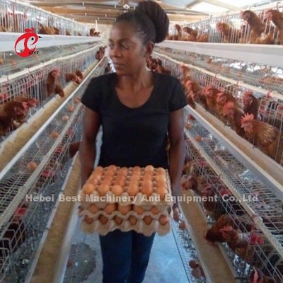 Système d'alimentation automatique Poulets poulets batterie couche cage A type Ada
