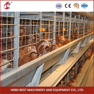 Système de cage galvanisée importée, trémie d'alimentation automatique, électro galvanisée pour les buveurs de mamelons