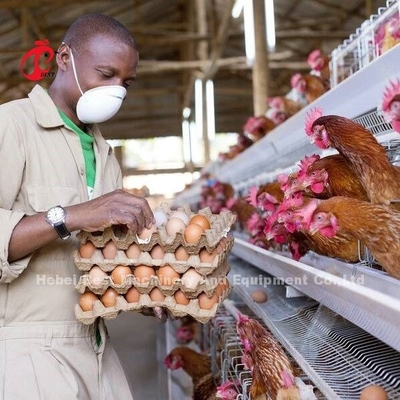 L'élevage de poules facilité avec une cage à couche de volaille de type A ou H de 450 cm2 Ada