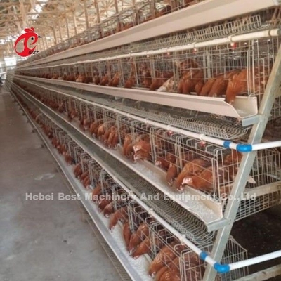 Contrôle électrique automatique Système de cage de couche de volaille de niveau 4 Conception de la ferme Ada