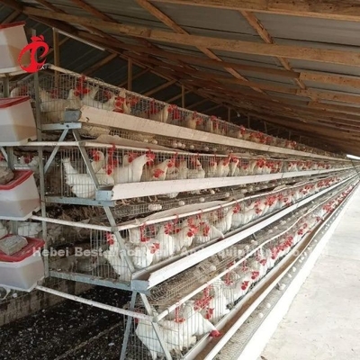 Système de cage d'élevage de volailles