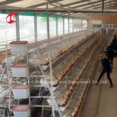 Cage de poulet en acier à 8 niveaux pour les œufs Iris