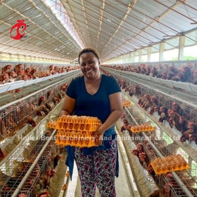 Cage de poulet en acier à 8 niveaux pour les œufs Iris
