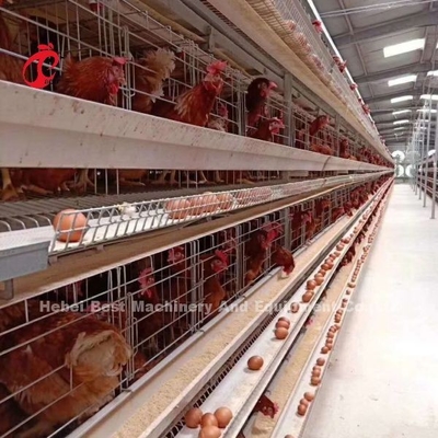 Nouveau système de cage automatique de type H de conception 96-200 Poulets Capacité pour l'élevage de volailles Emily Wang