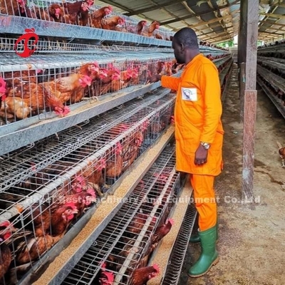 Système de cage à batterie de la couche supérieure pour l'élevage de poulets 96-200 oiseaux construction de fil robuste iris