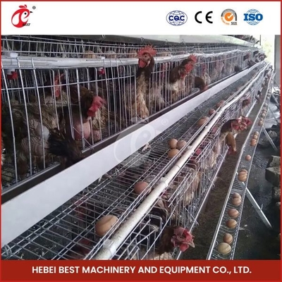 80-100 kg de poids de la cage en forme de H poulet automatique poulet cage automatique poulet rose rose pour les couches rose