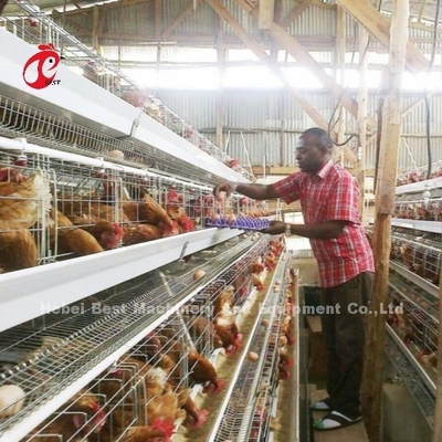 Système de cage à batterie de couche 3 ou 4 pour 500 à 1000 oiseaux Iris