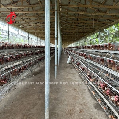 Meilleure marque fiable système de cage d'élevage de volailles de gestion de la volaille Iris