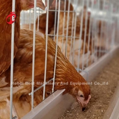 Système de cage de volaille galvanisée à trois niveaux Mia